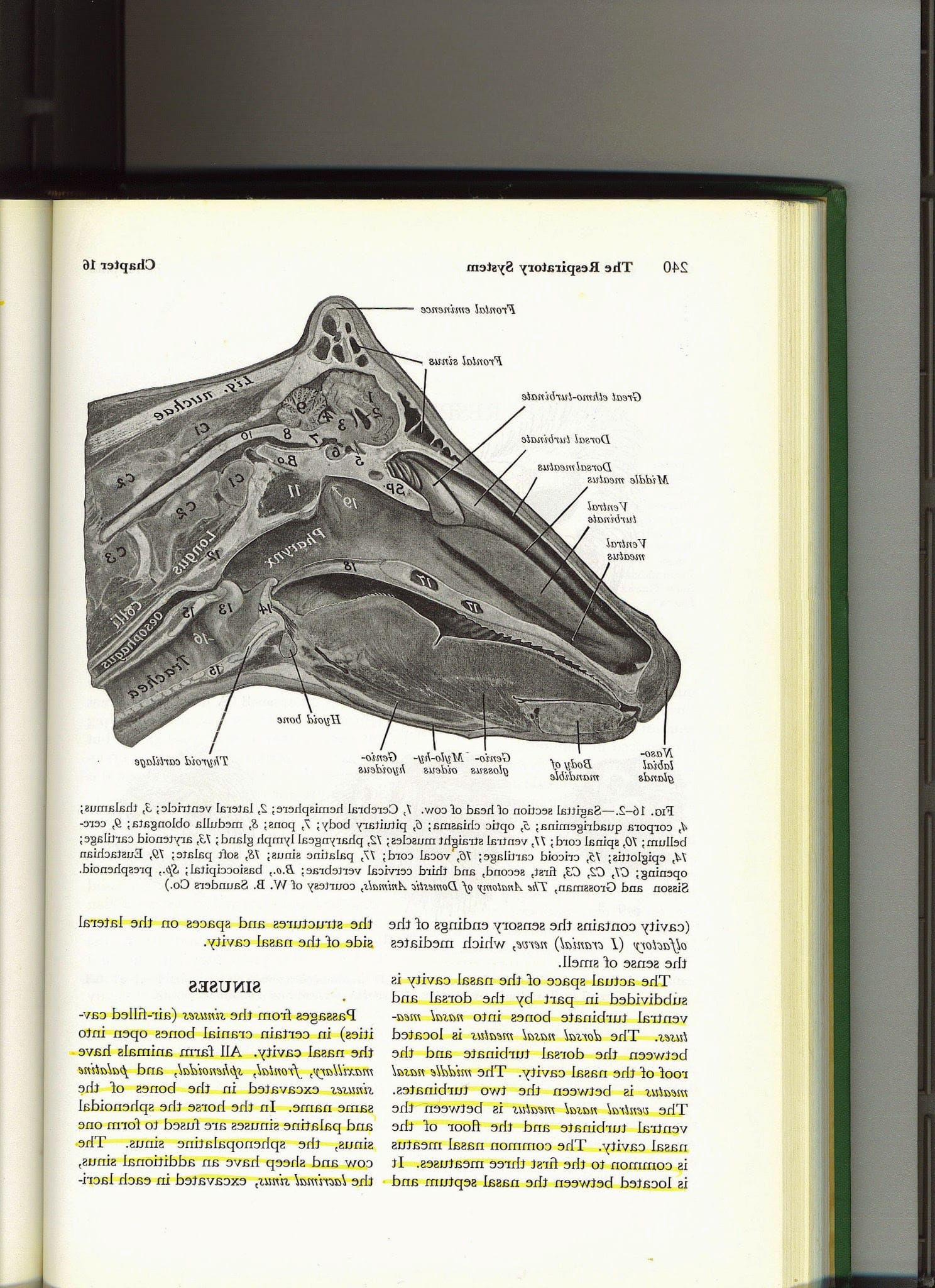 cow – Calf Notes.com